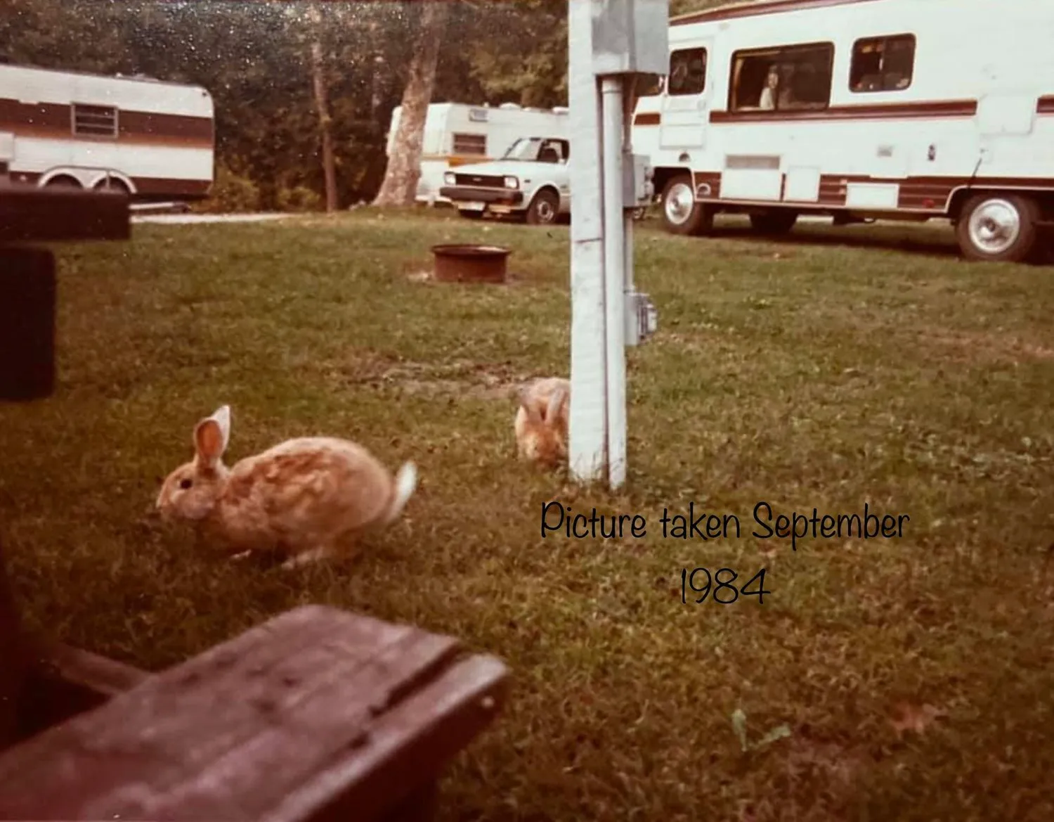 Bunnies on the campground lawn beside motorhomes in an old photo