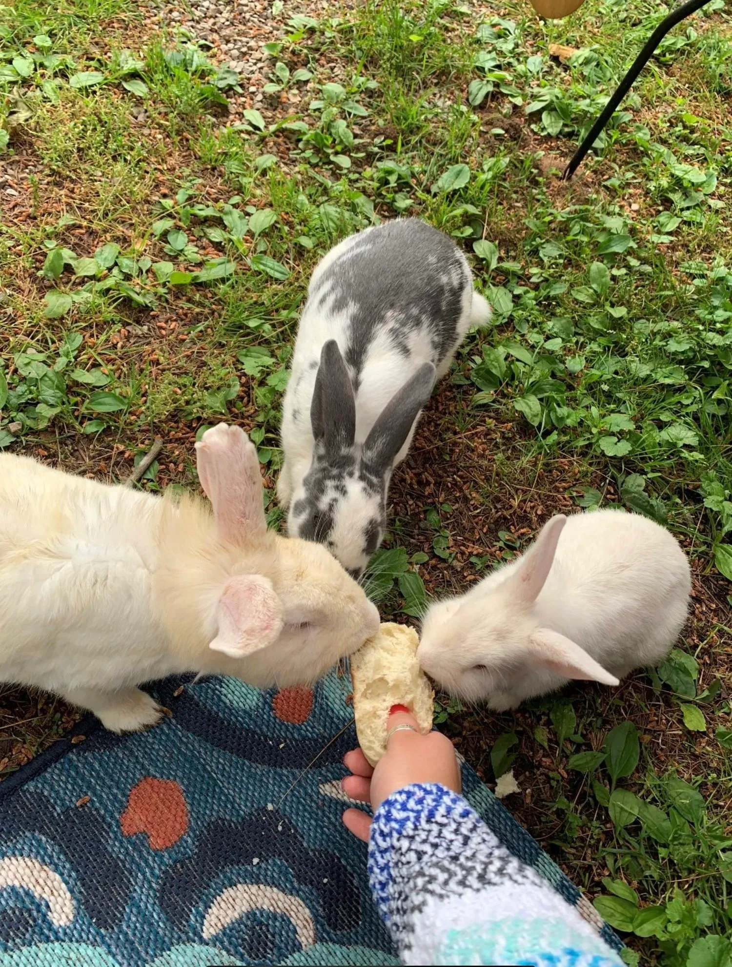 Three bunnies eating greens from a guest’s hand
