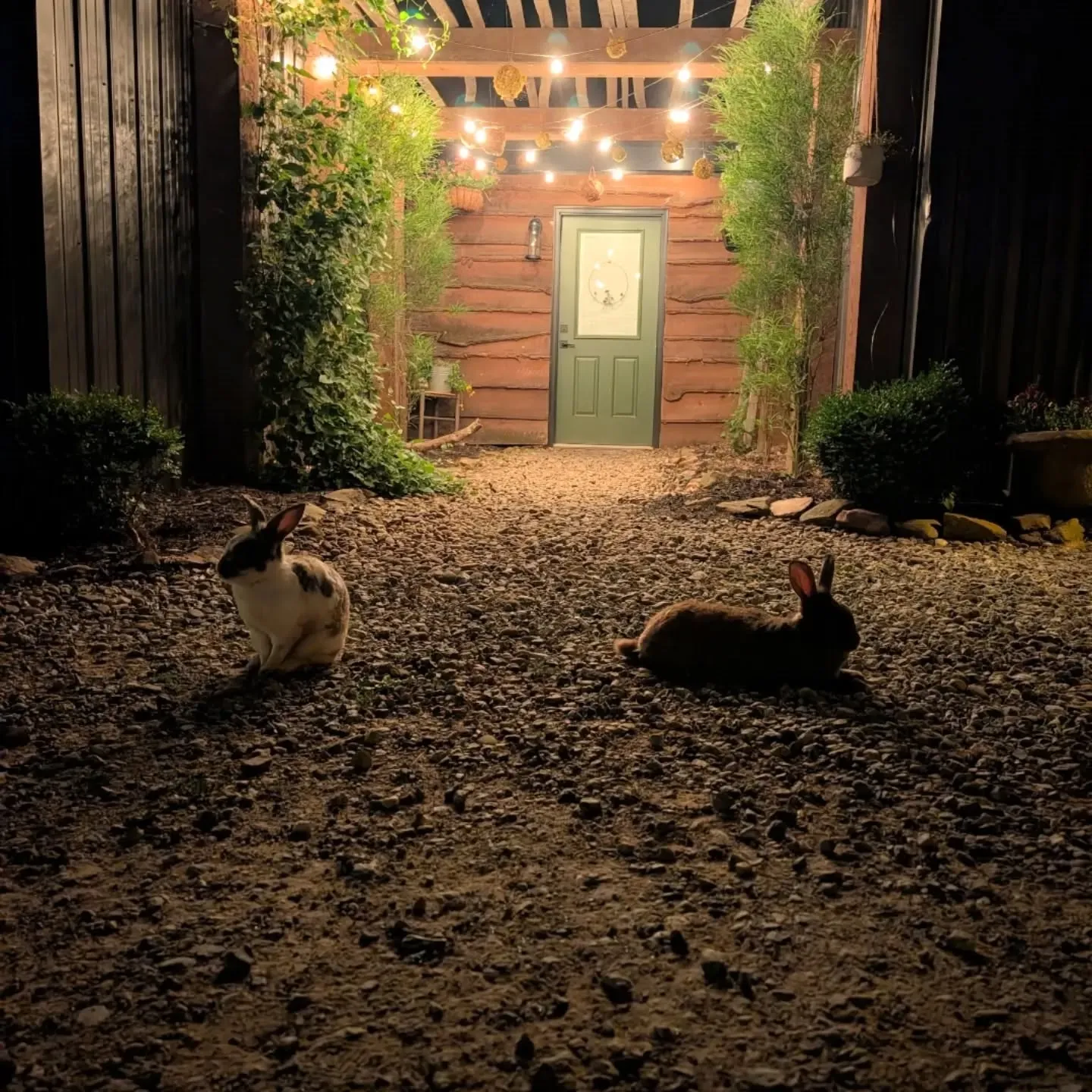 Two bunnies resting under string lights outside the lodge at night
