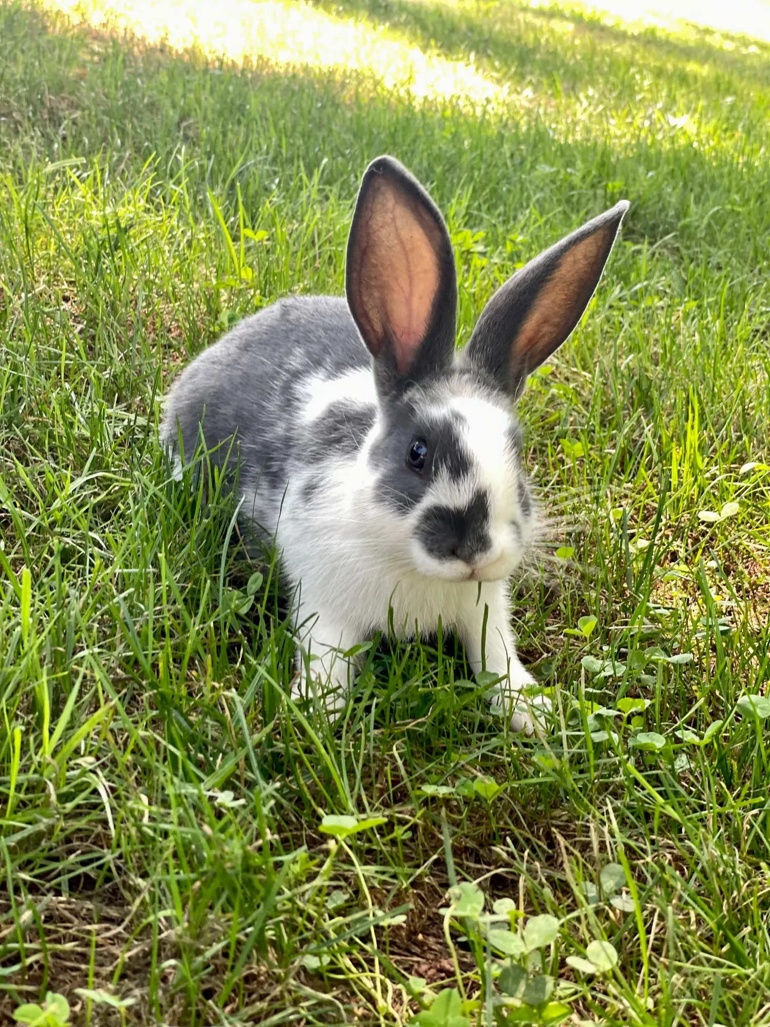 A black and white bunny with tall ears up, sitting in the grass