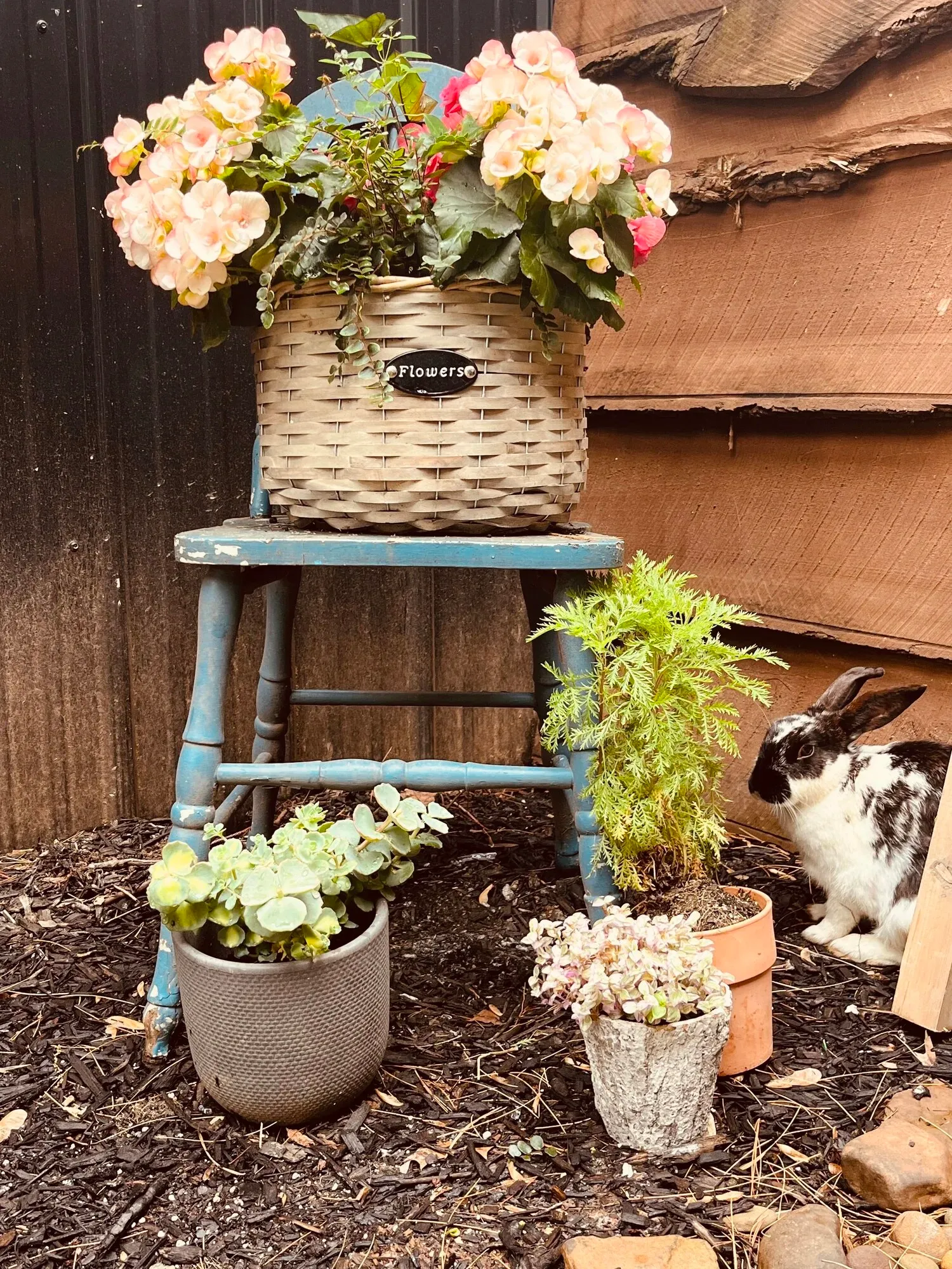 A black and white bunny tucked among potted plants beneath a basket of flowers