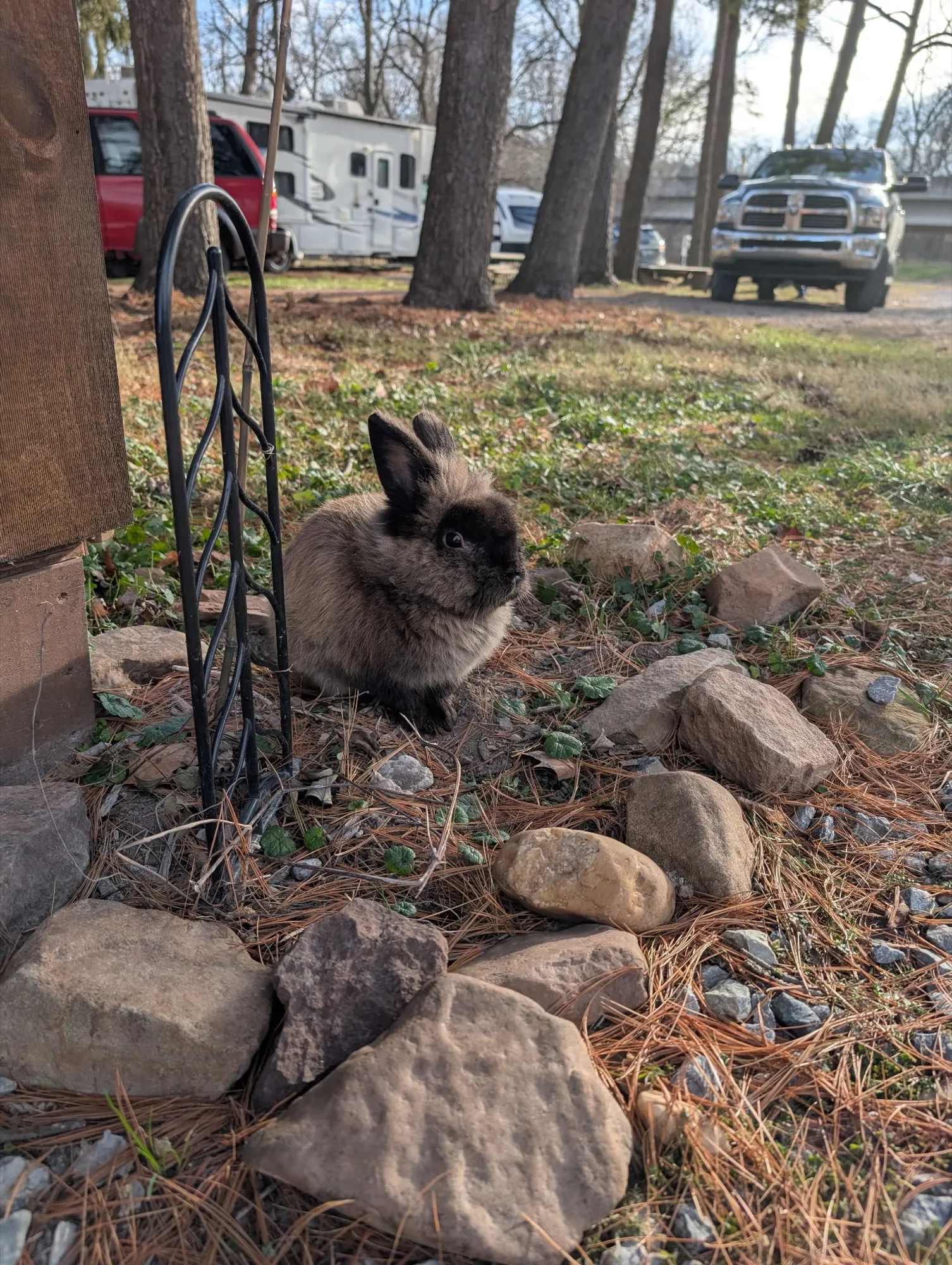 A brown bunny resting among garden rocks by an iron trellis