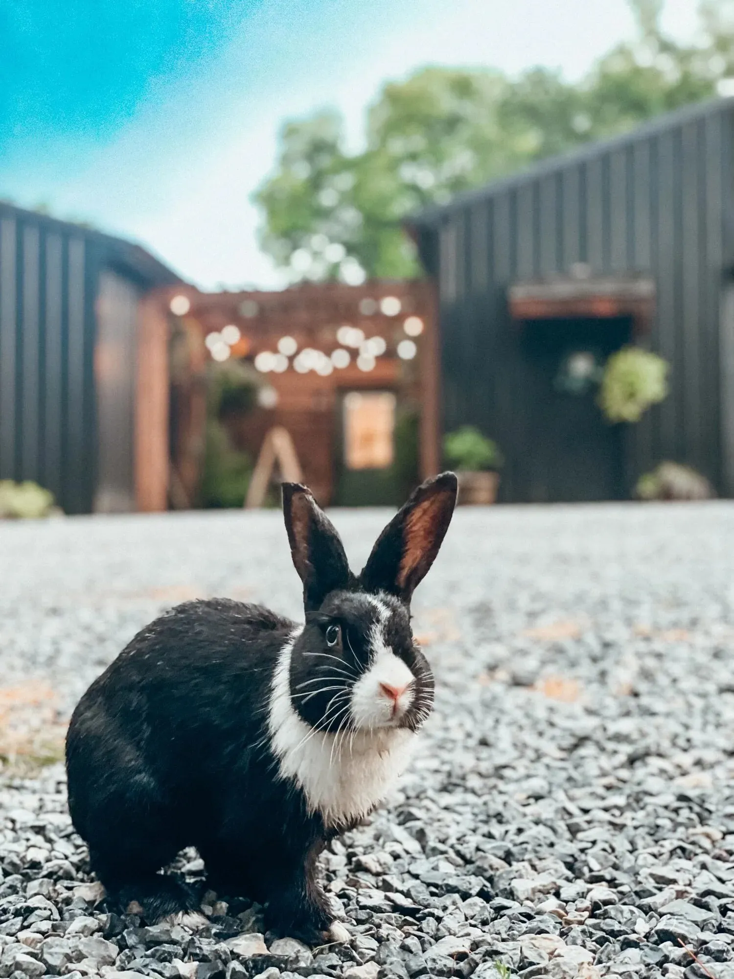 A black and white bunny on the gravel path by the lodge
