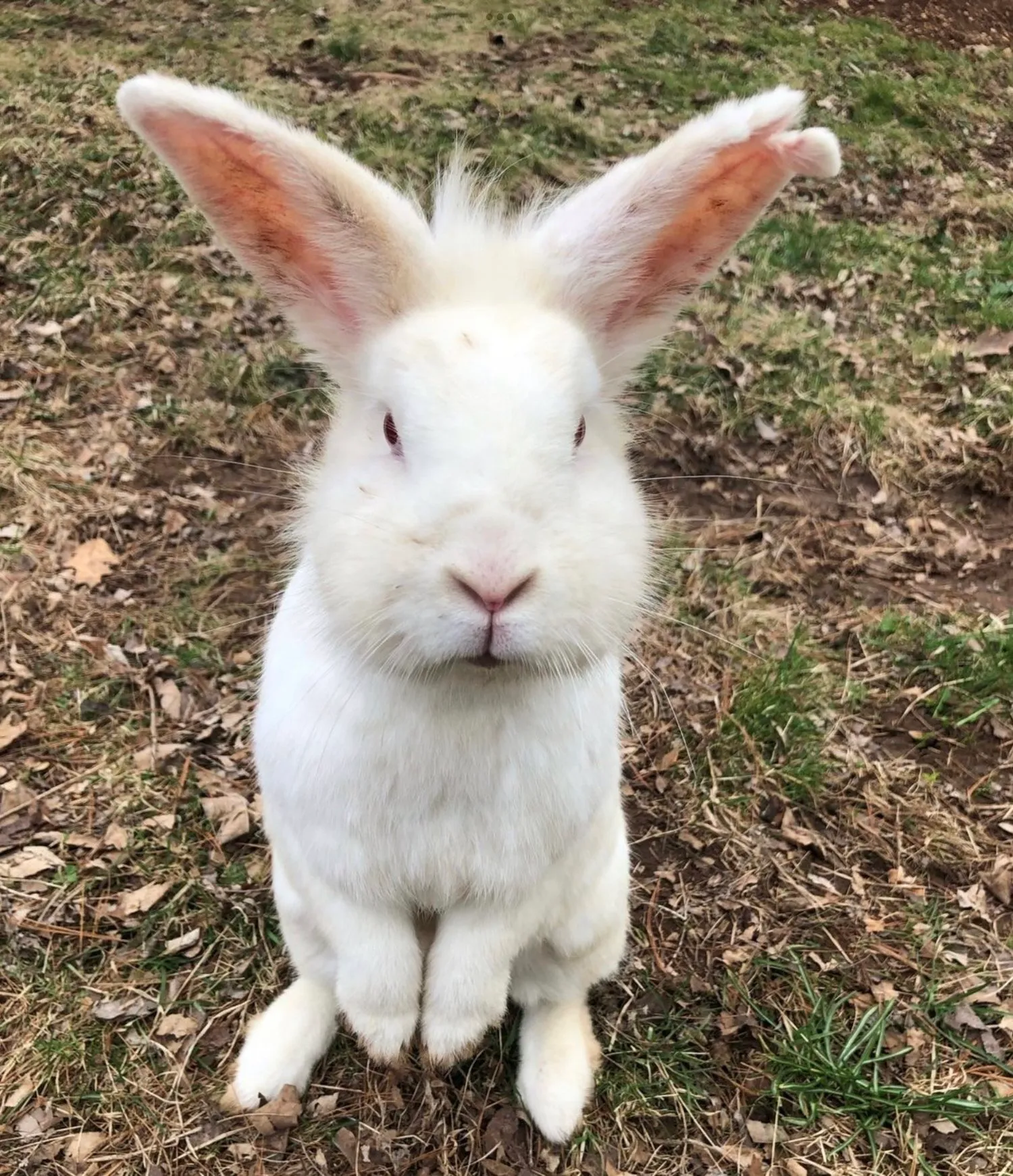 A white bunny sitting up on its hind legs in the grass, ears raised